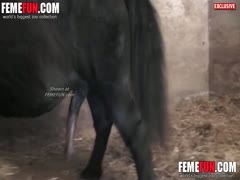 Woman tries horse's black cock into the juicy vagina